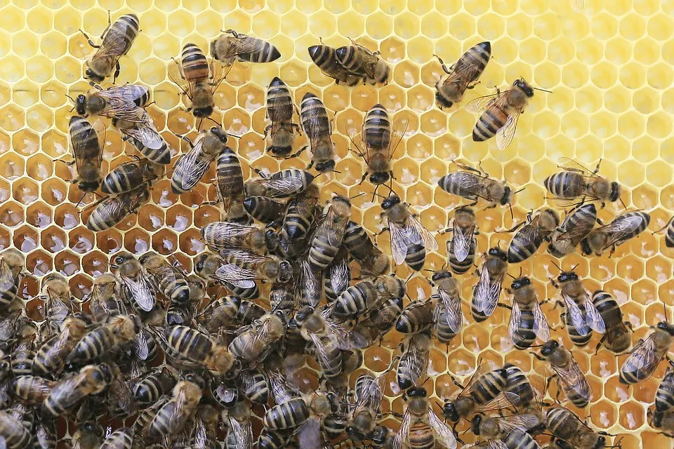 Bienenweber.de – Shopvorstellung!