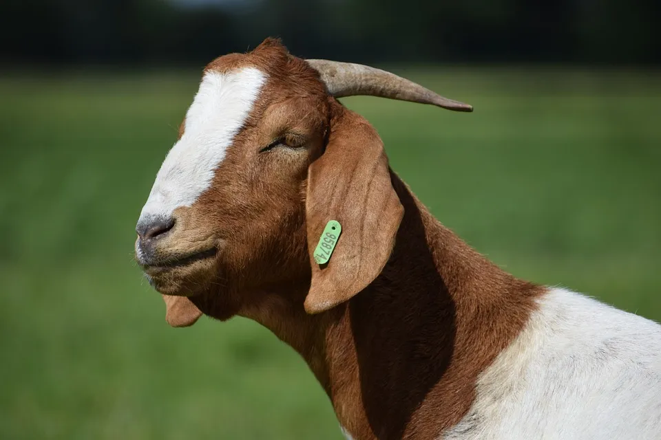 hi-Tier.de – das Informationssystem für Tiere