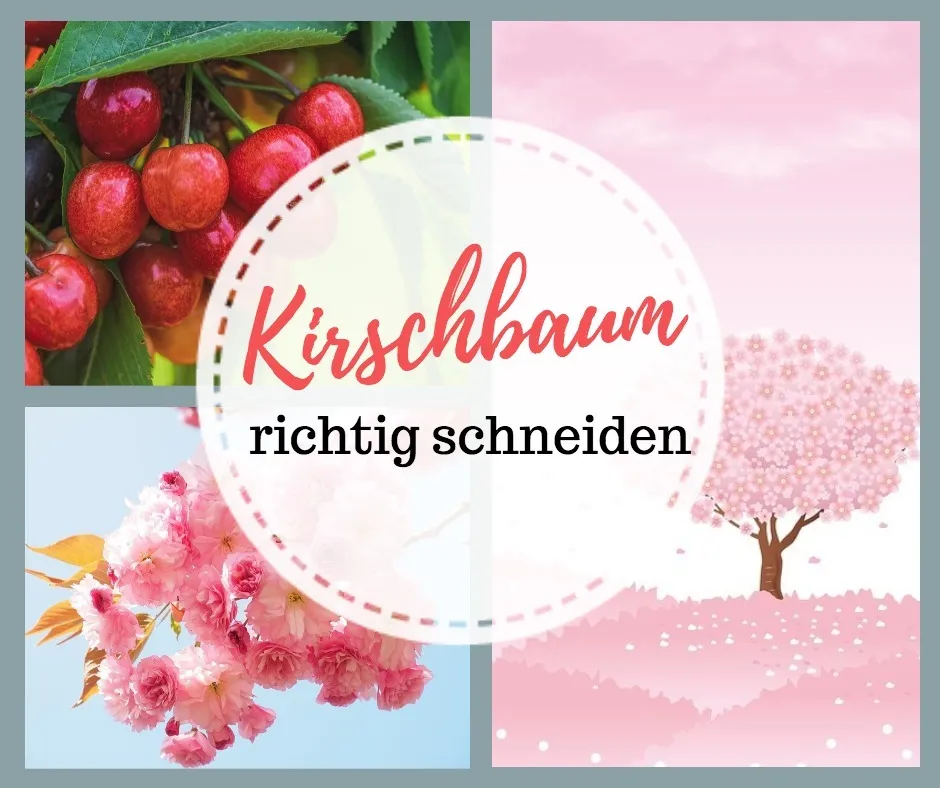 Kirschbaum schneiden. Ein Leitfaden