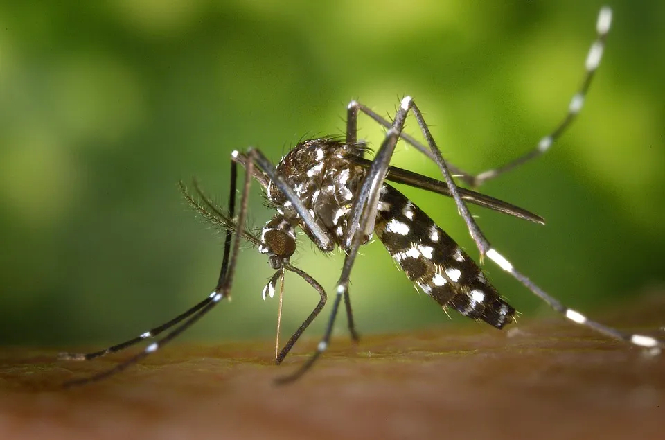 Envira Insektenspray