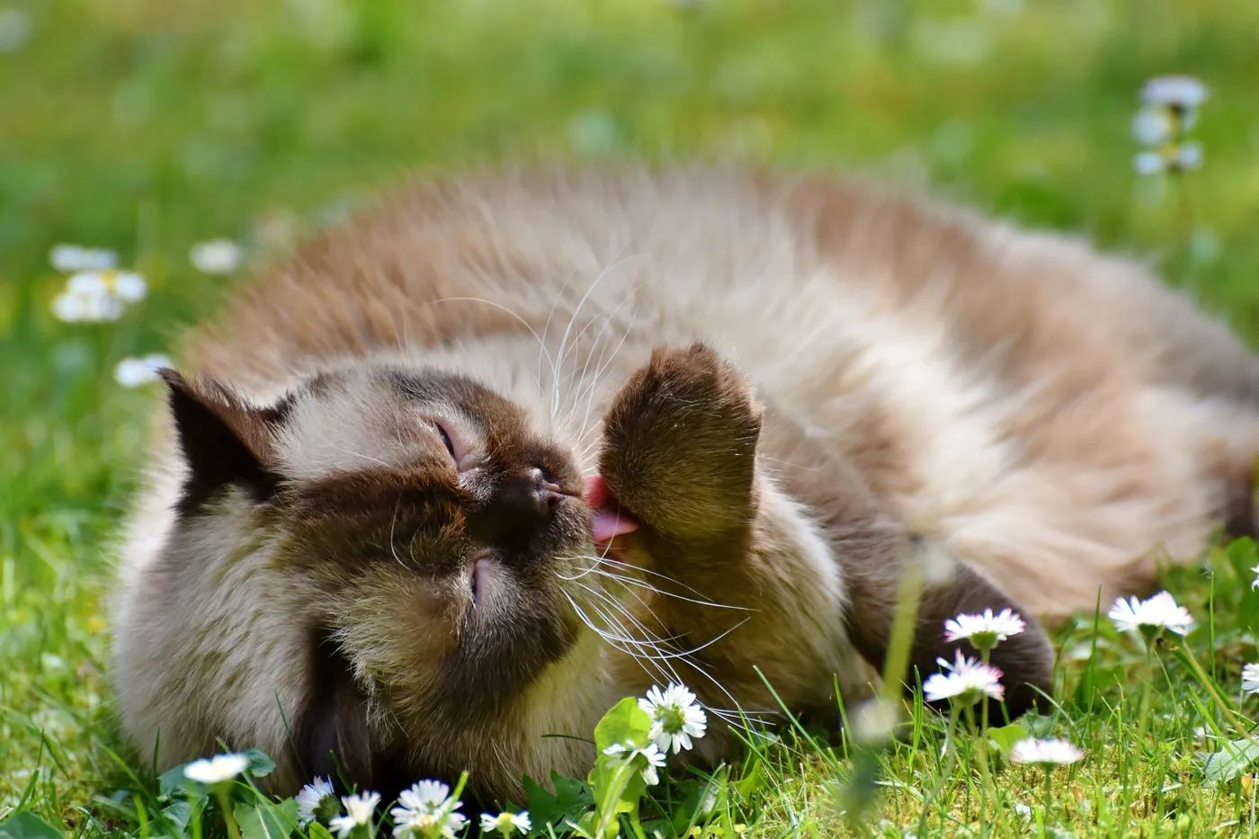 Katzenhandschuhe – Top Modelle!