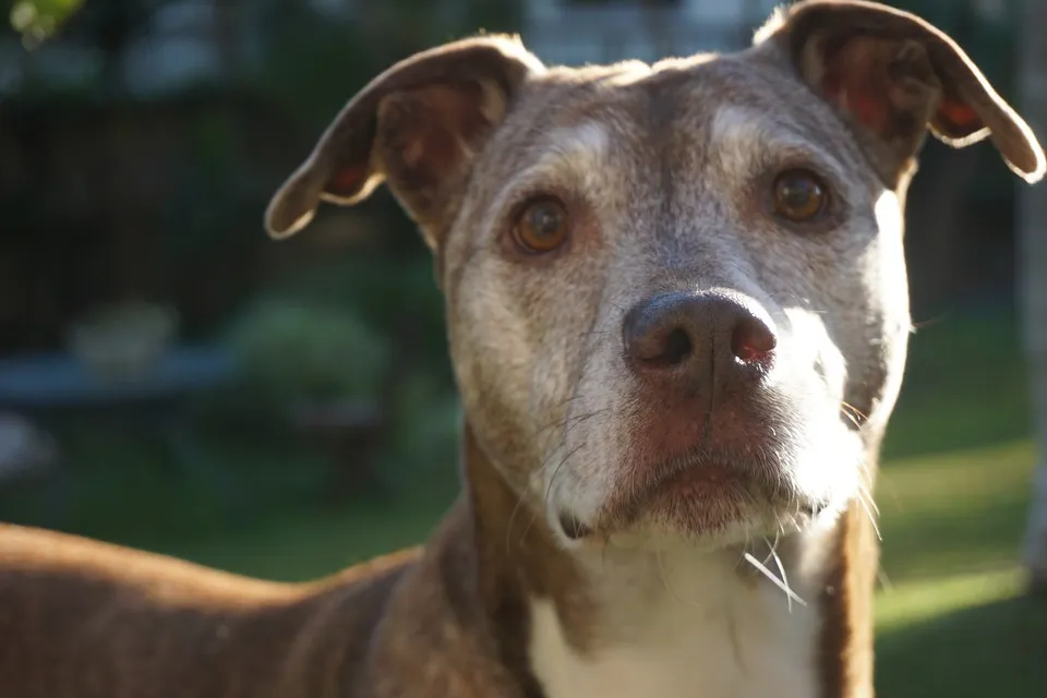 Anifit Hundefutter aus Schweden