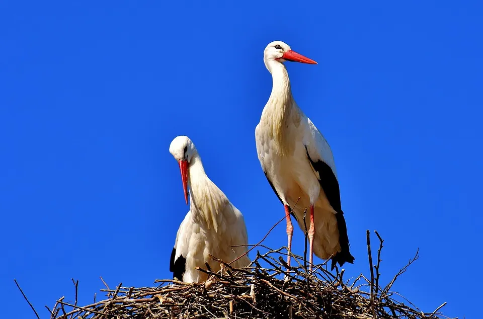 Tierwebcams – Tiere live beobachten!