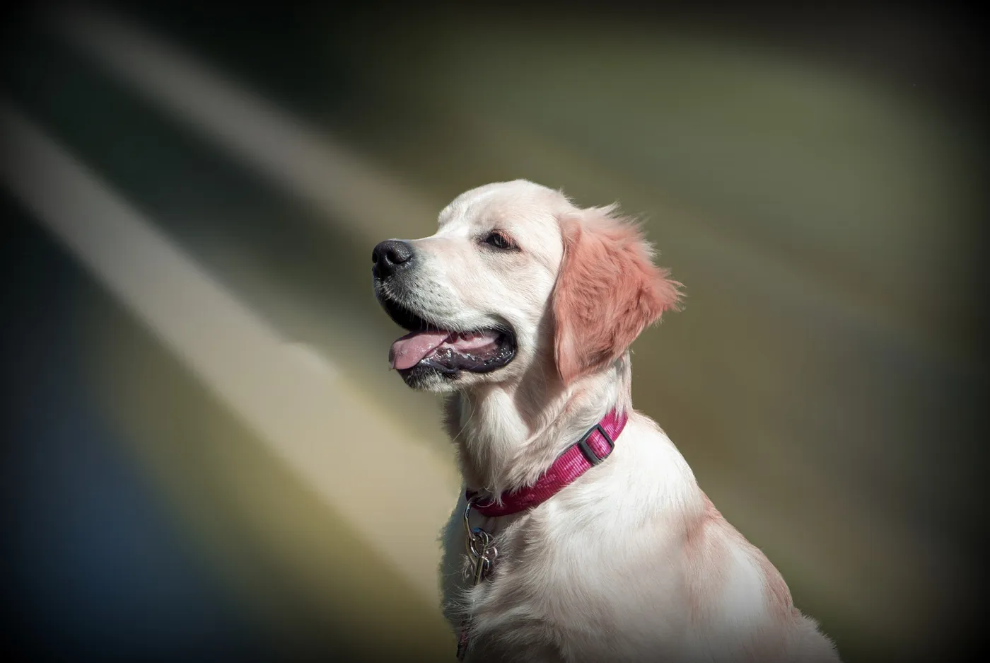 Hausapotheke für Hunde: die wichtigsten Bestandteile im Überblick