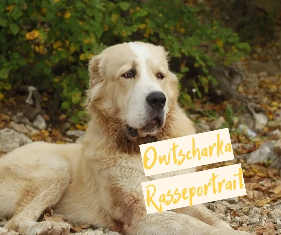 Owtscharka Rasseportrait