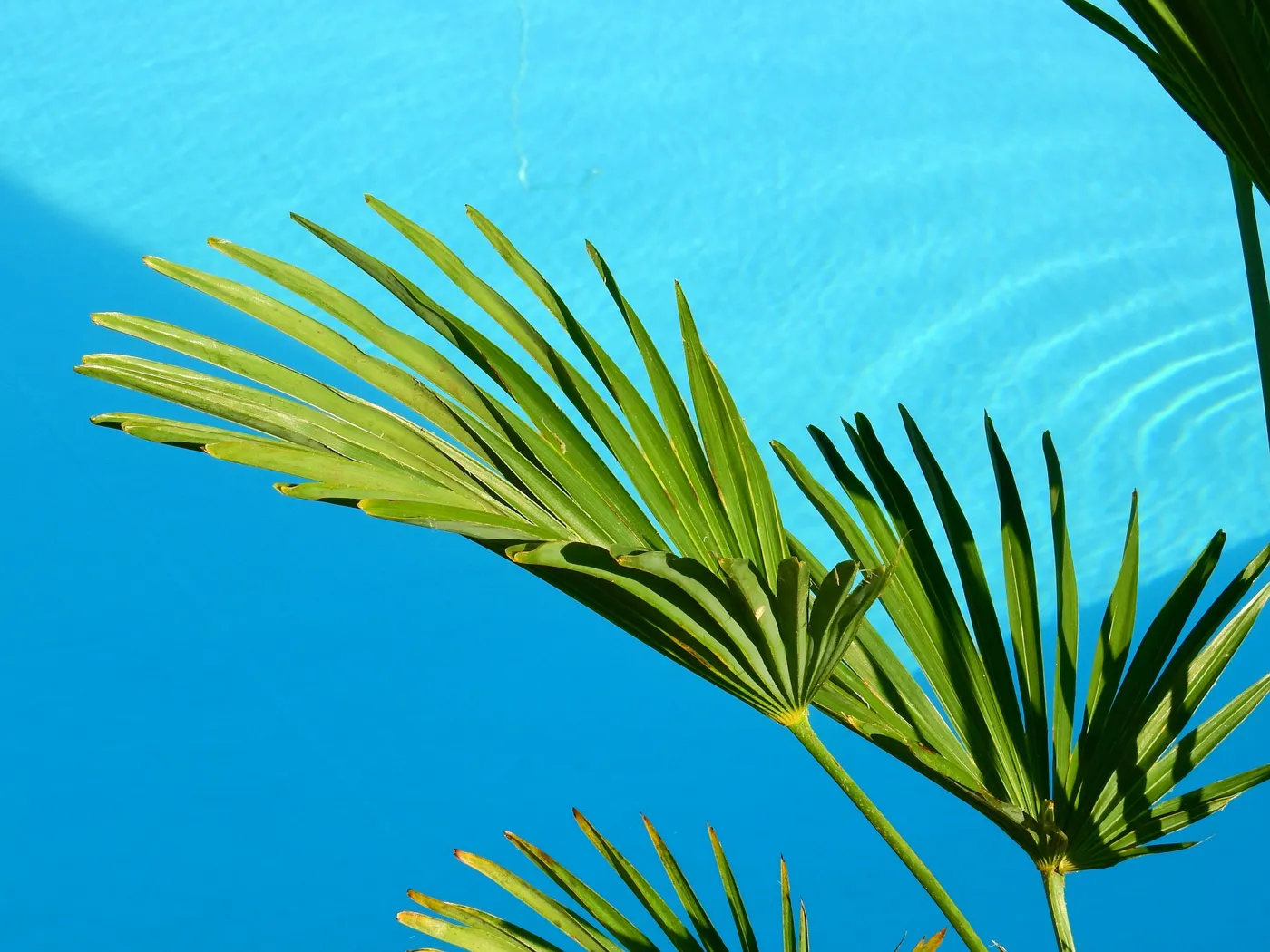 Poolwasser trüb. Was hilft gegen trübes Poolwasser?