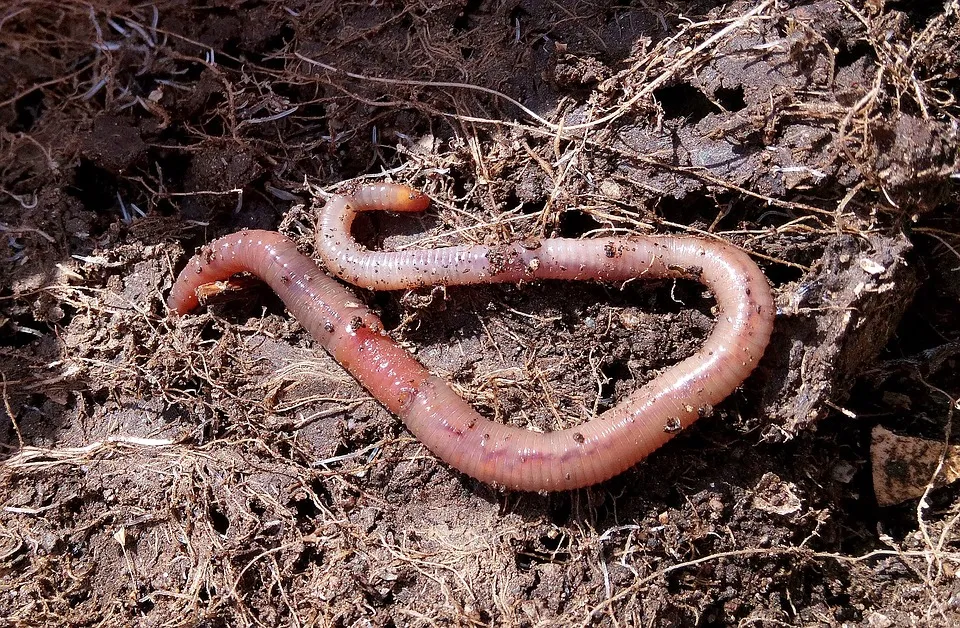Tauwurm – König der Köder beim Angeln