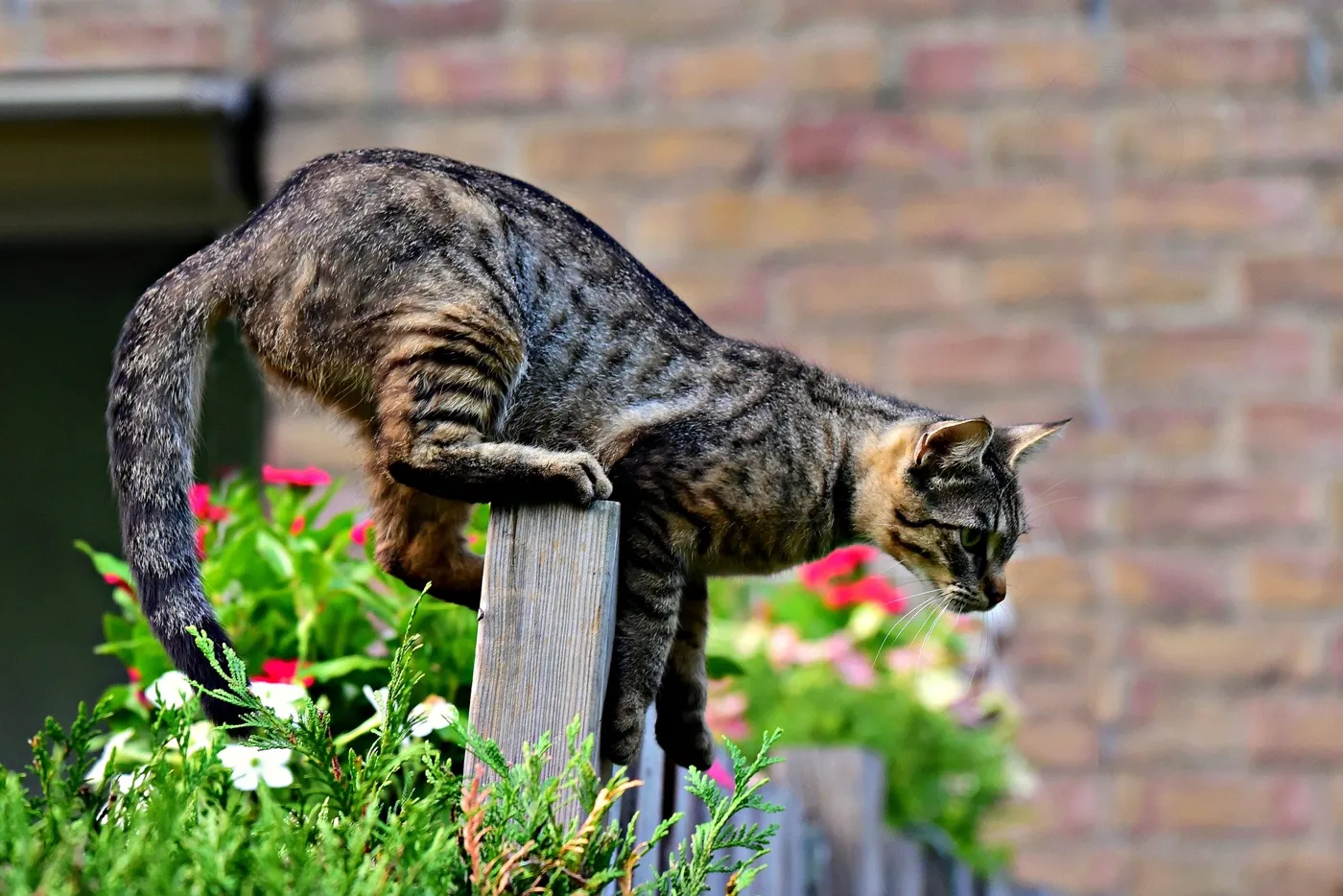 Katzenabwehr – Katzen aus dem Garten vertreiben