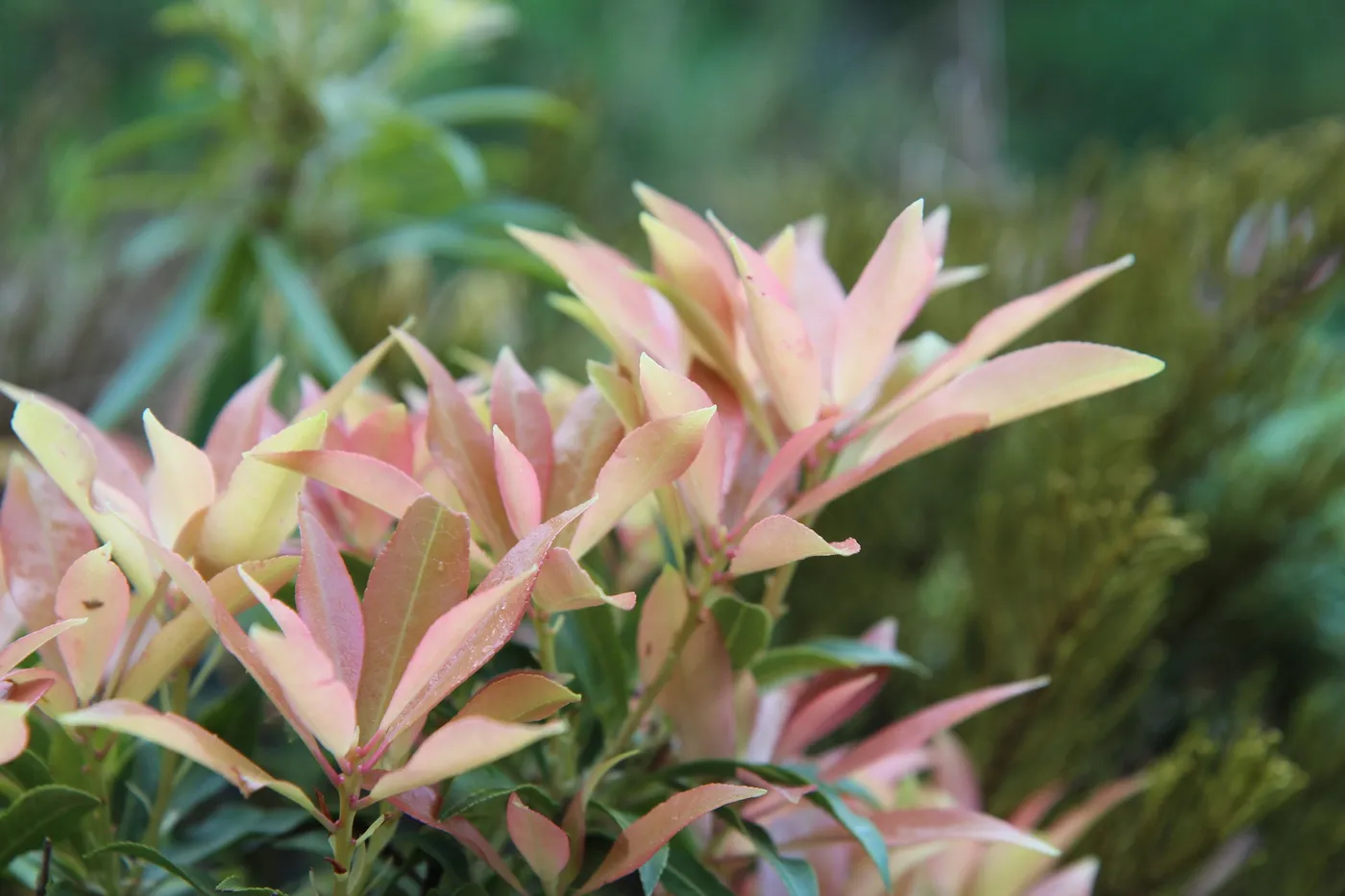 Pieris Japonica-Die Japanische Lavendelweide