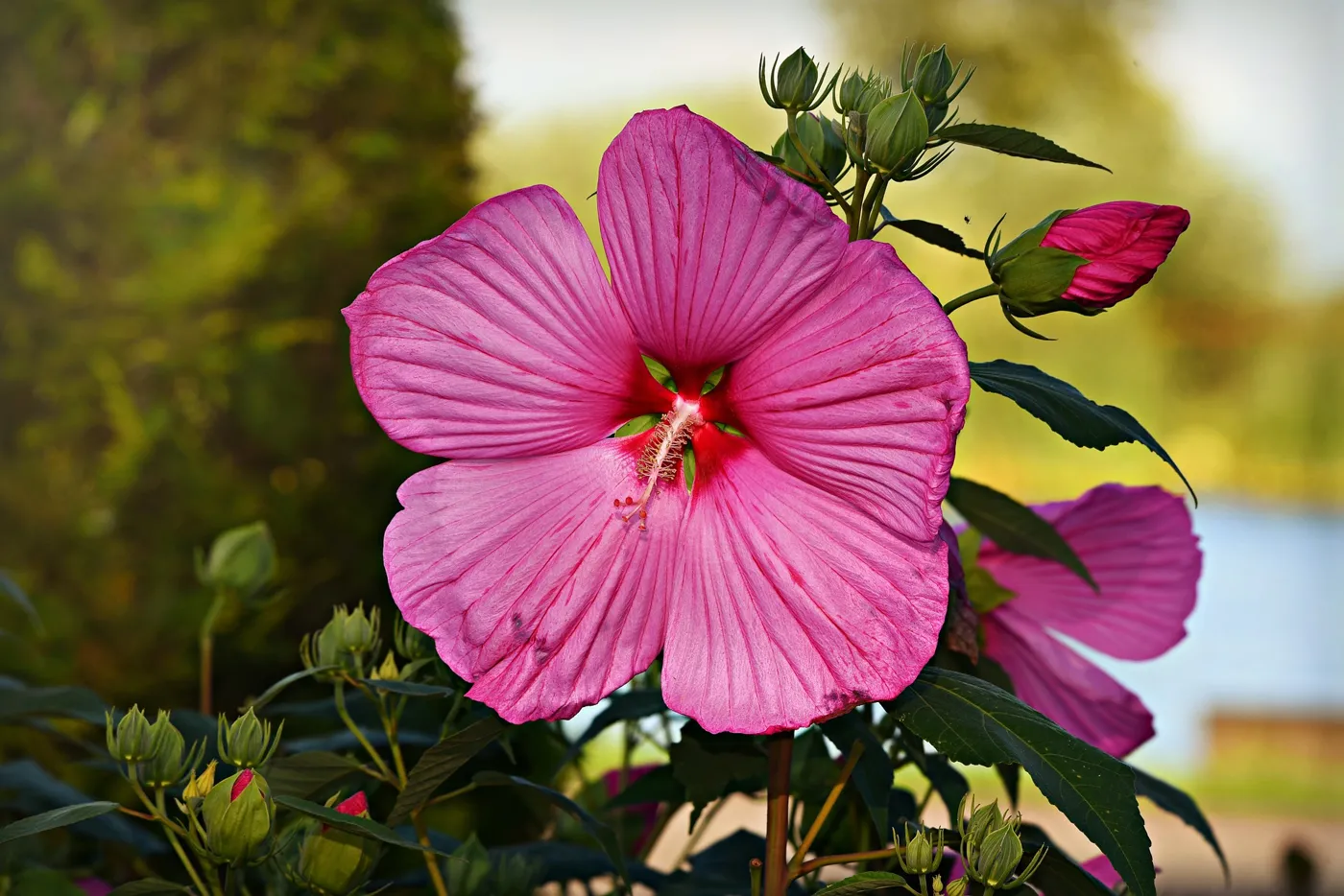 Hibiskus Samen – wo kaufen?