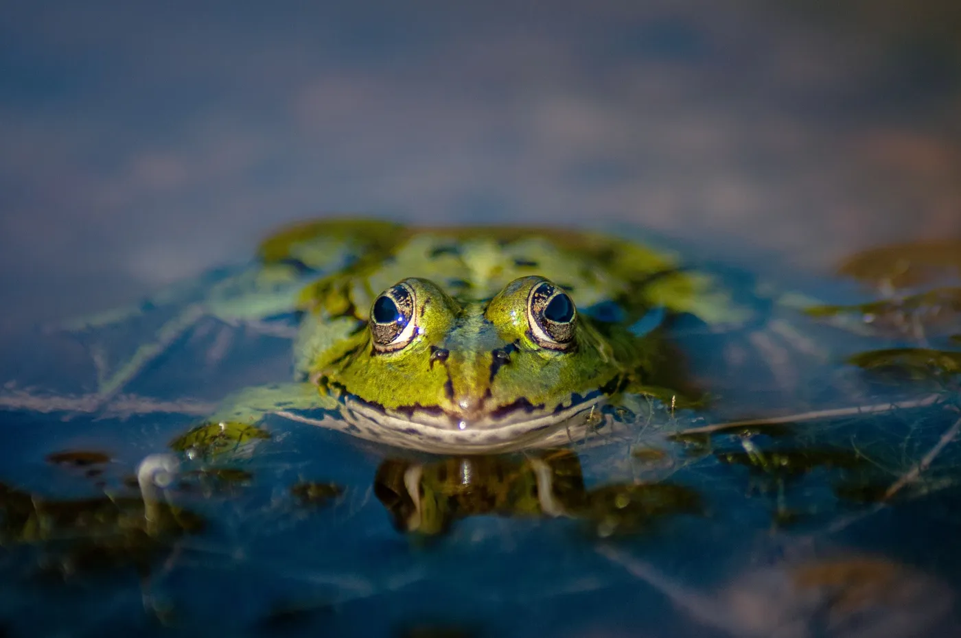 Teichpumpe – für den gesunden, sauberen Gartenteich