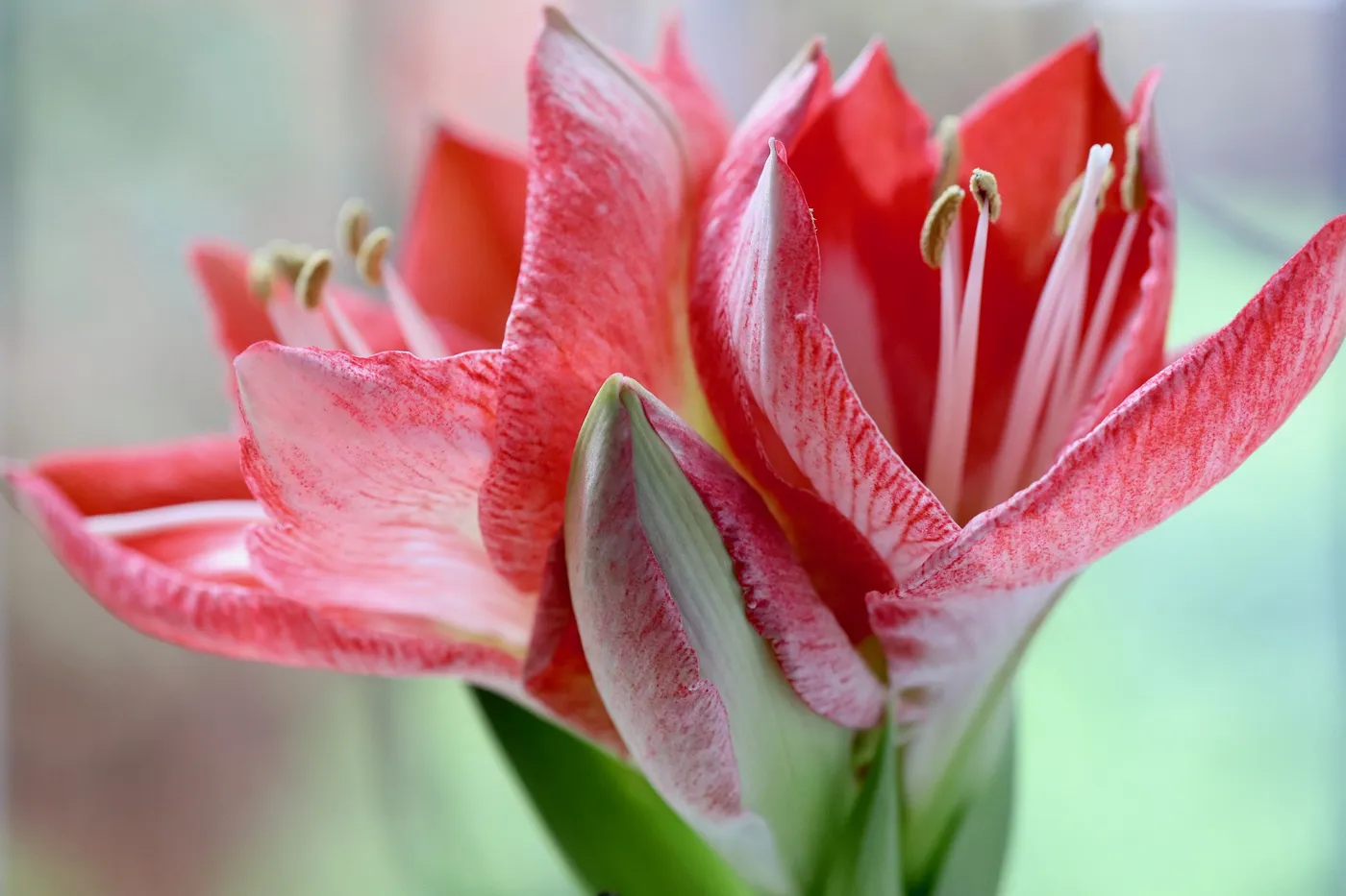Amaryllis Pflege – So pflegt man diese Zimmerpflanze!