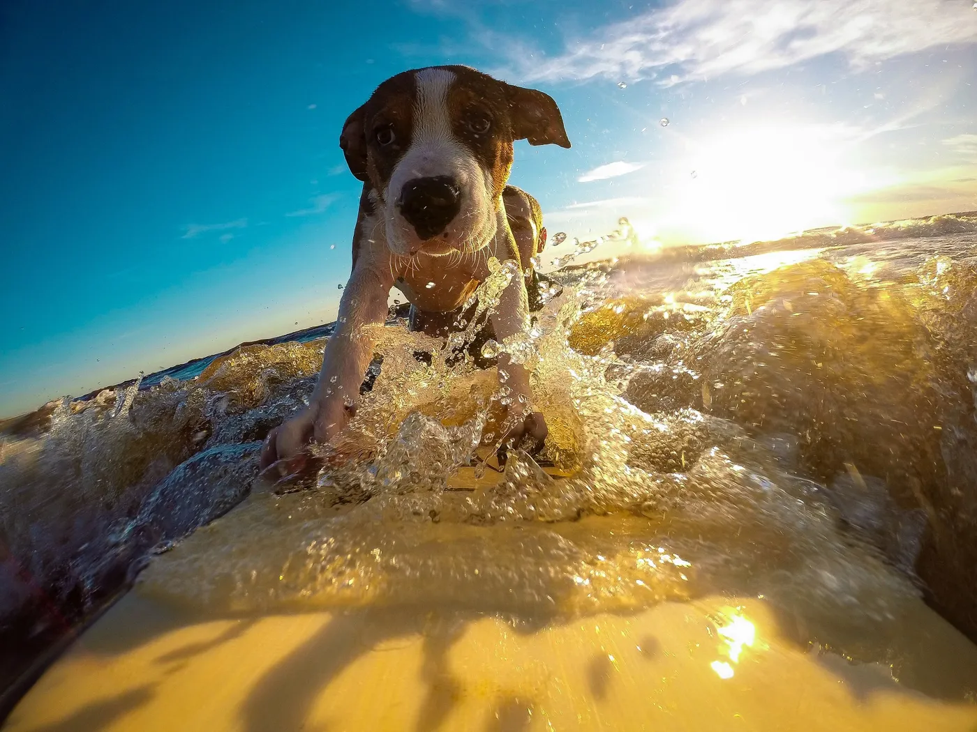 Urlaub mit dem Hund