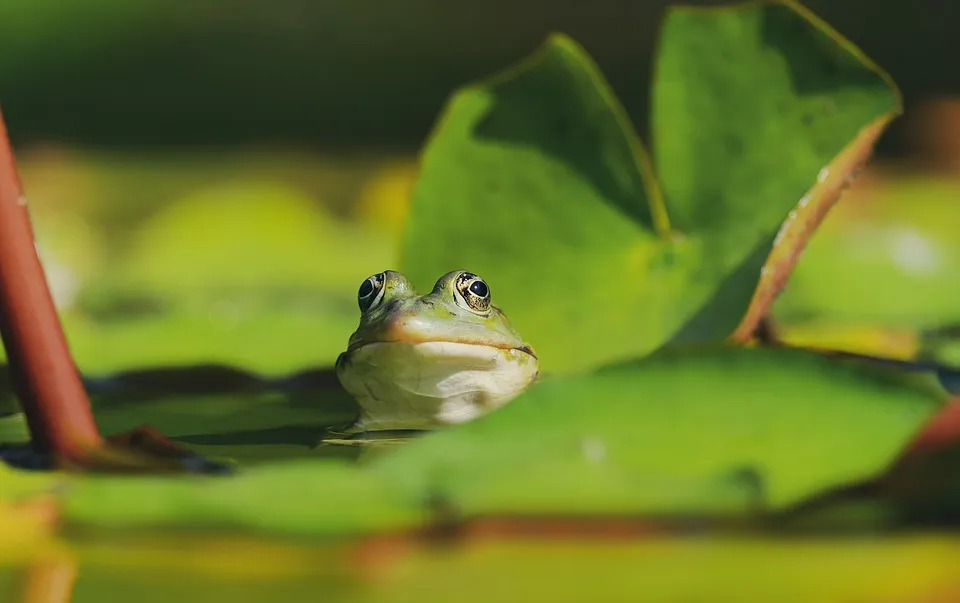 Gartenteich Ratgeber – So klappt die Teich Oase!