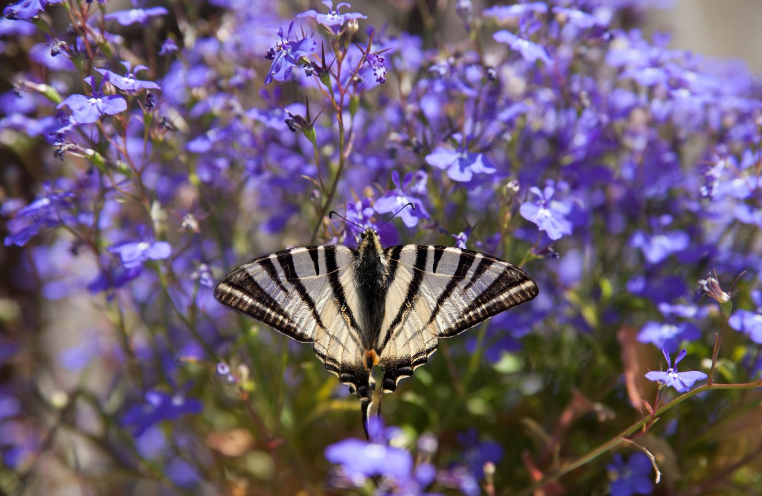 Schmetterlinge bestimmen nach Farben. Welcher Schmetterling ist das?