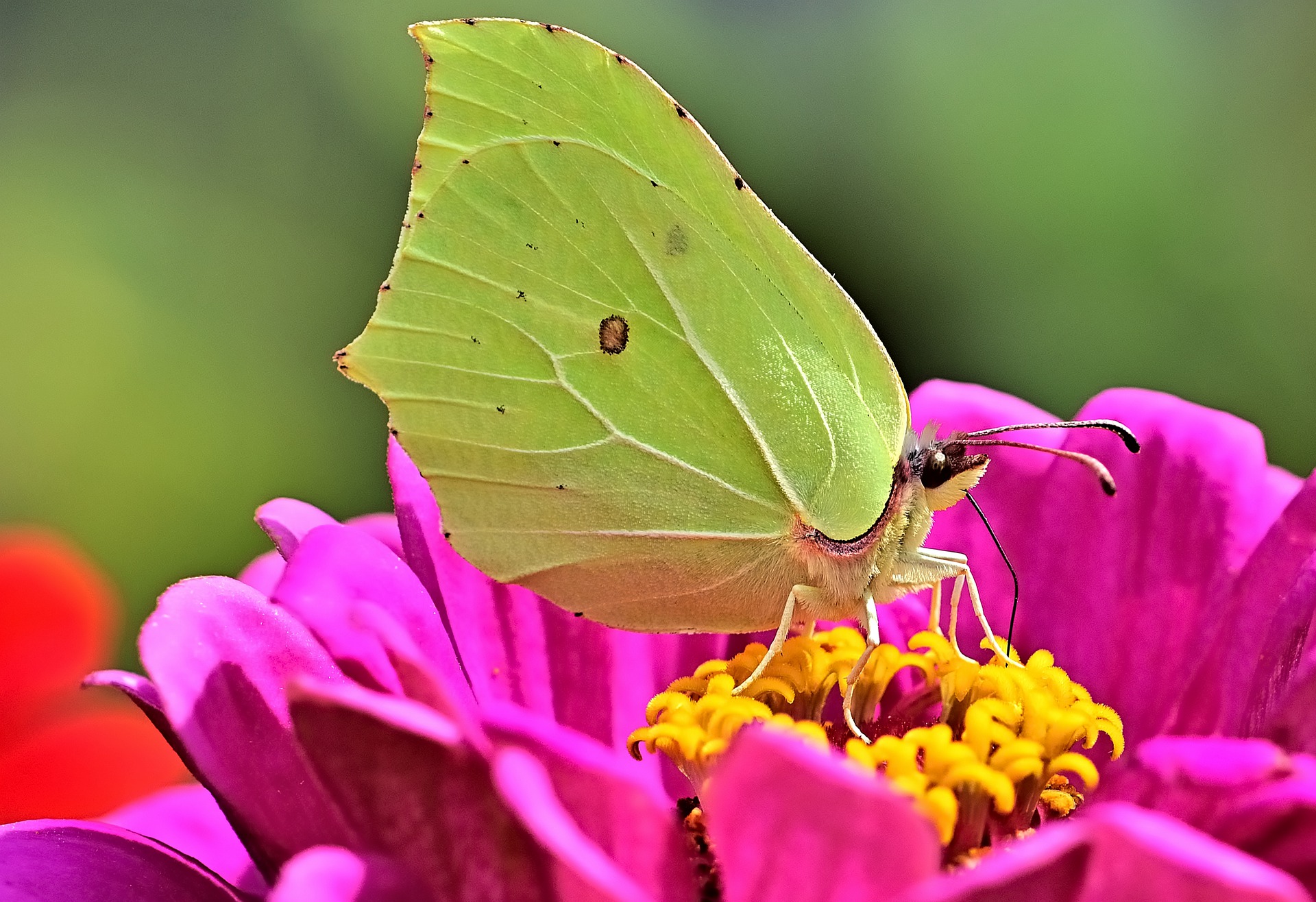 Schmetterlinge bestimmen nach Farben. Welcher Schmetterling ist das?