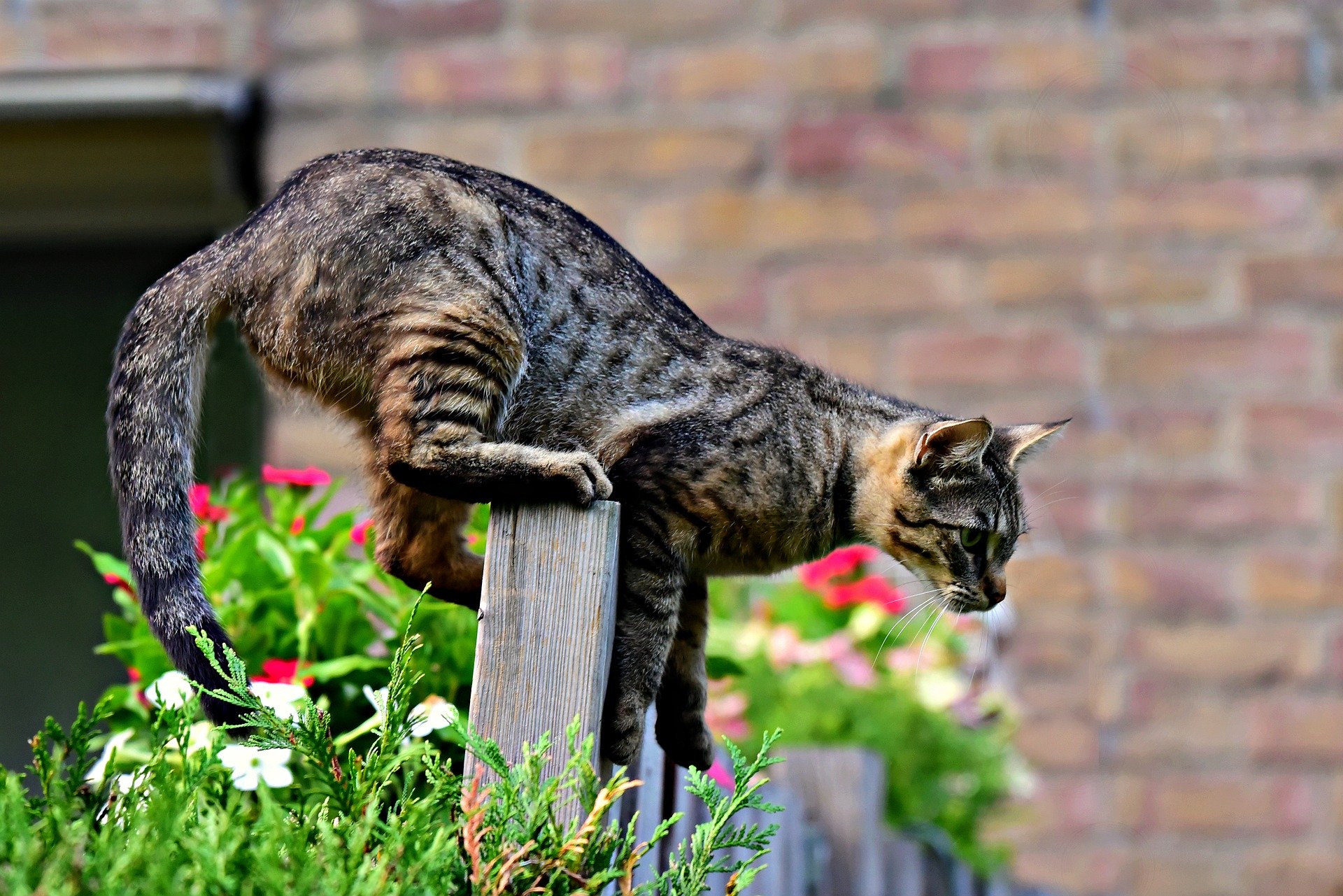 Katzenabwehr - Katzen aus dem Garten vertreiben 