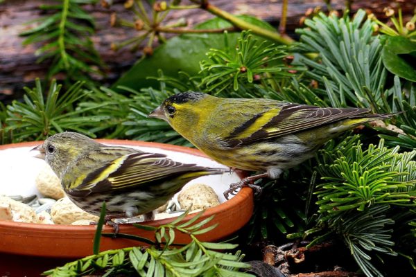 Heimische Vögel Bestimmen Mit Bildern! - Landlive.de