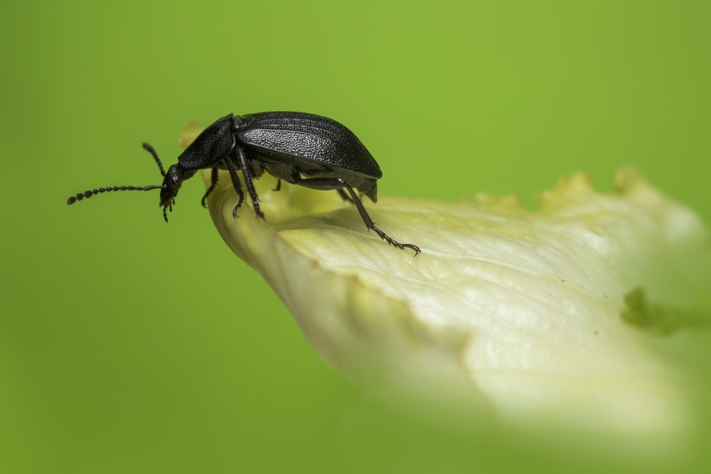 Kleine schwarze Käfer 10 Käfer Landlive.de