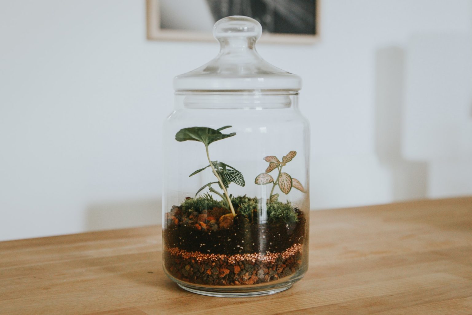 Terrarium Pflanzen – Wunderschöne Flora erleben - Landlive.de